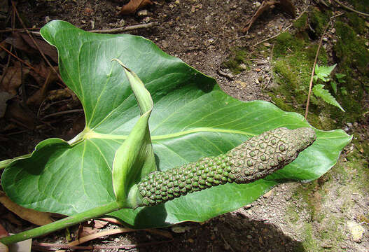 Image of Anthurium rzedowskii Croat