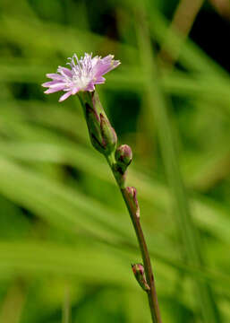 Image of grassleaf lettuce