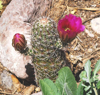 Image of Fendler's Hedgehog Cactus