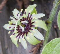 Image of Passiflora conzattiana Killip