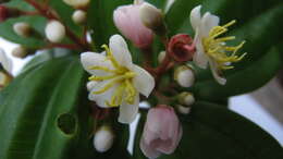 Image of Miconia jucunda (DC.) Triana