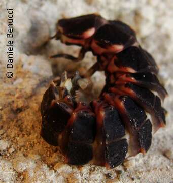 Image of common glow-worm