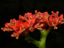 Image de Jatropha