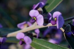 Слика од Hovea acutifolia G. Don