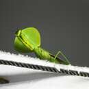 Image of Leaf Mantis