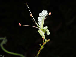 Image of Macrolobium costaricense W. C. Burger