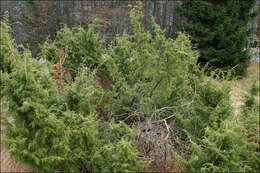 Image of common juniper