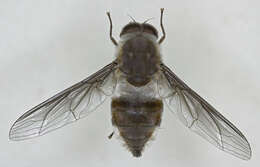 Image of Trichophthalma costalis (Westwood 1835)