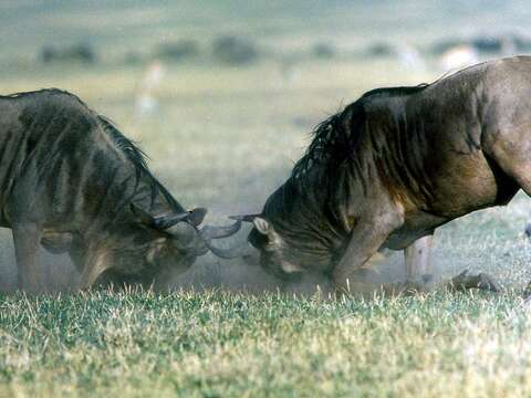 Image of wildebeest