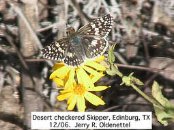 Image of Checkered-Skippers