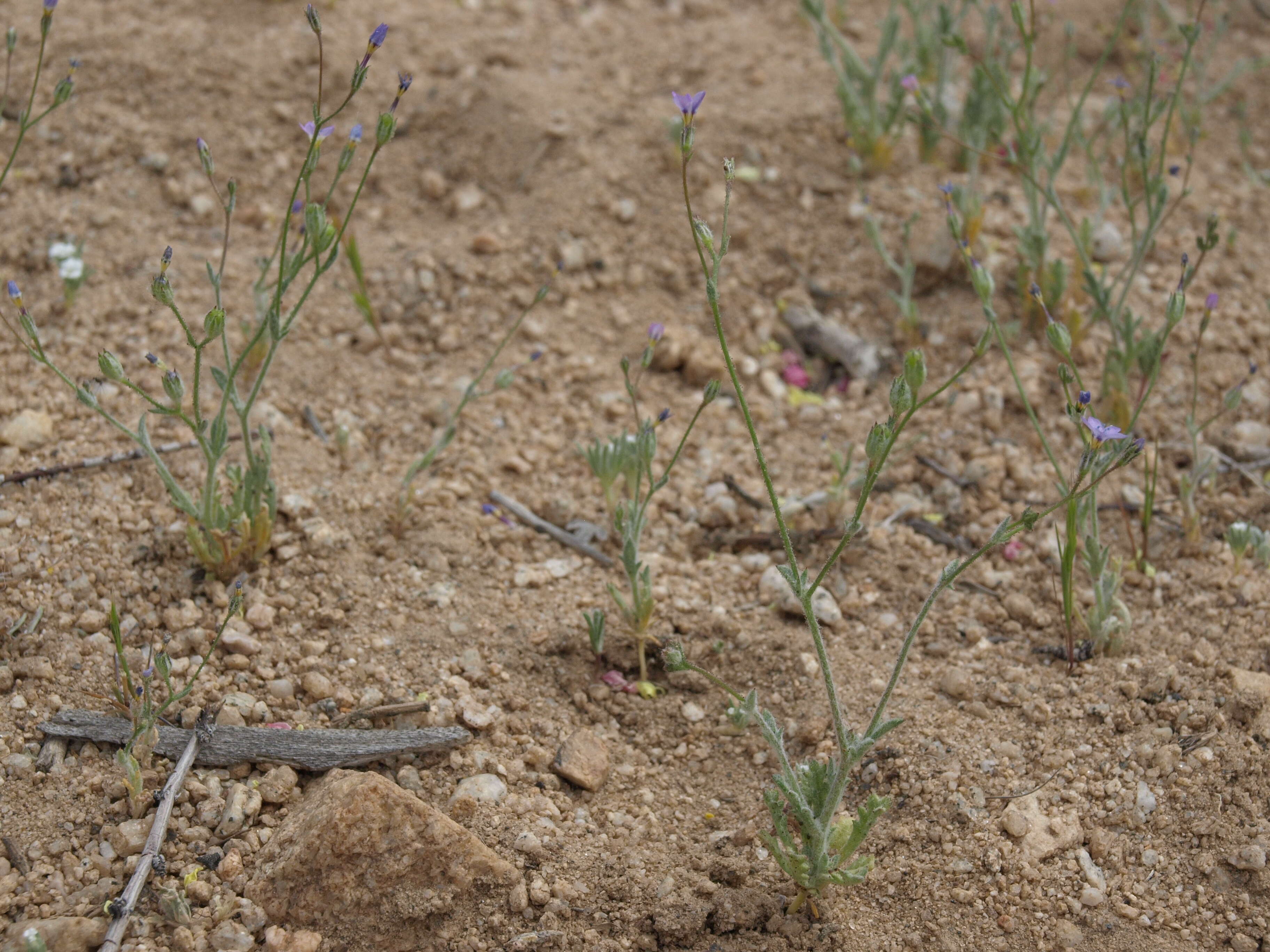 Image of shy gilia