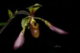 Слика од Paphiopedilum