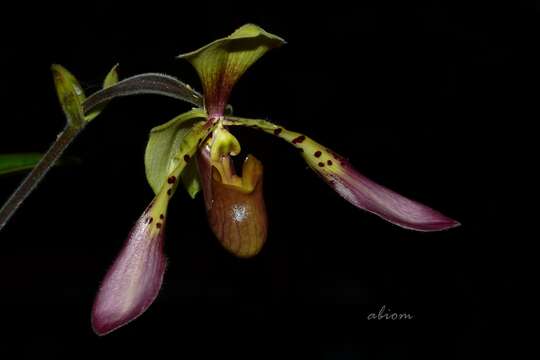 Слика од Paphiopedilum lowii (Lindl.) Stein