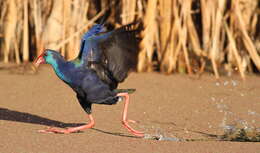 Image of Swamphen