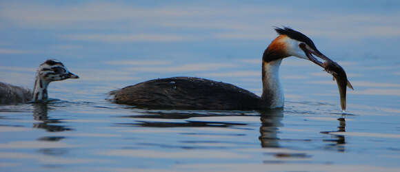 Image of Great Crested Grebe