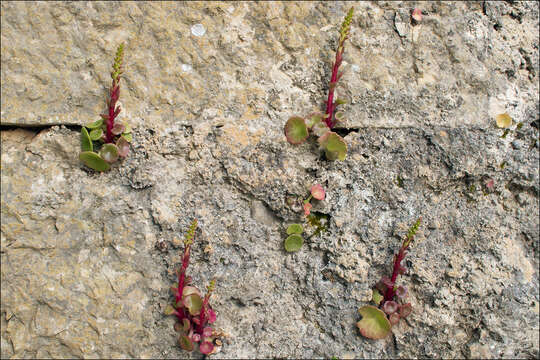 Image of Horizontal navelwort