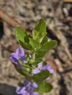 Dyschoriste oblongifolia (Michx.) Kuntze的圖片