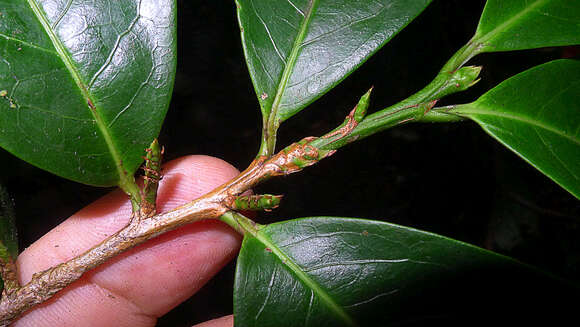 Image of Erythroxylum squamatum Sw.