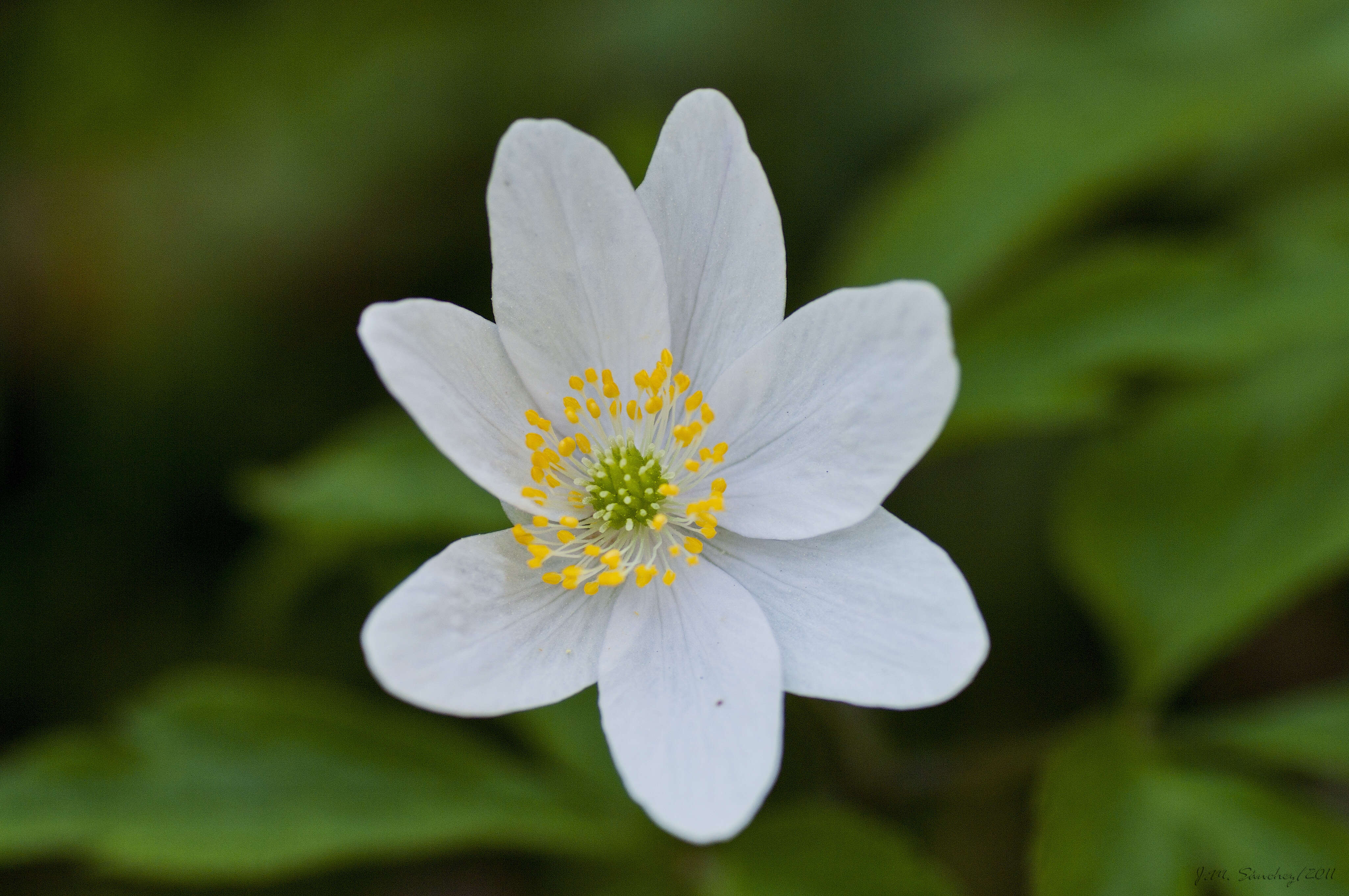 Image of anemone