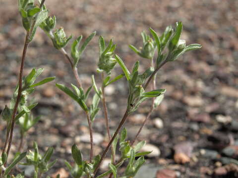 Image of California cottonrose