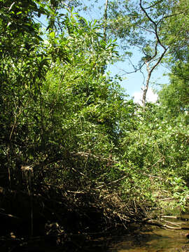 Image of Tabebuia palustris Hemsl.