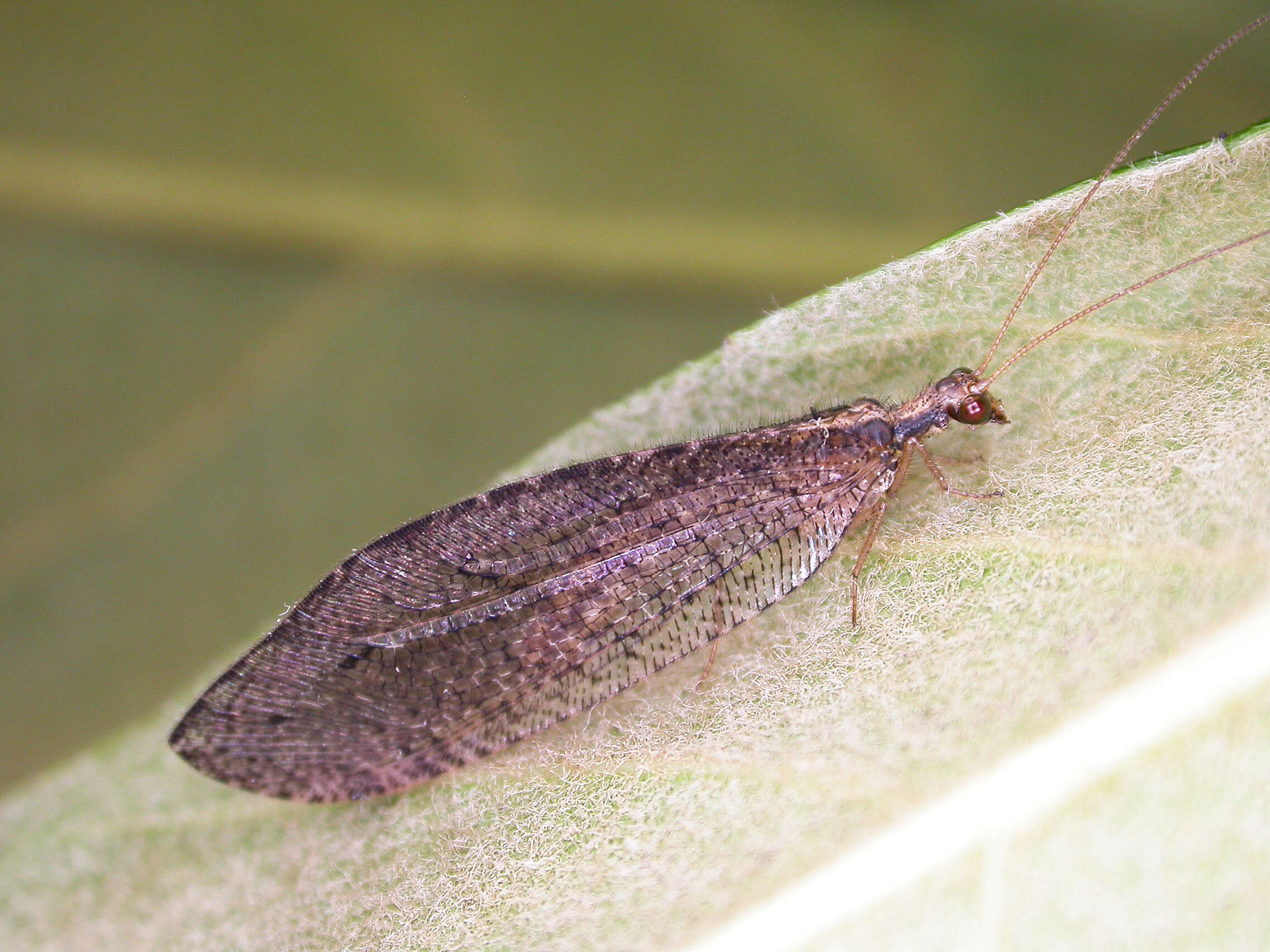 Image of lance lacewing