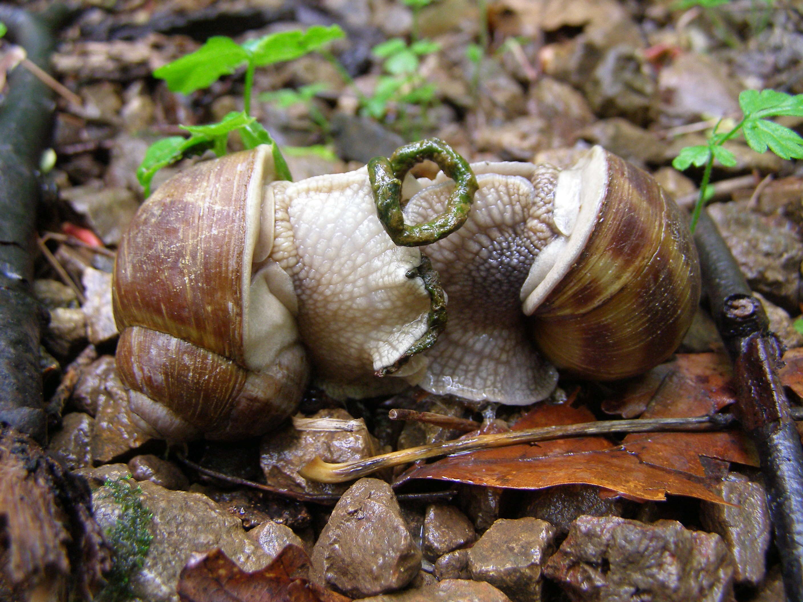 Image of Burgundy snail