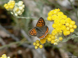 Image of Lycaena