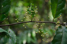 Image of Maesa acuminatissima Merr.