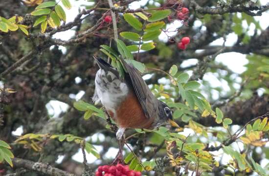 Image of American Robin