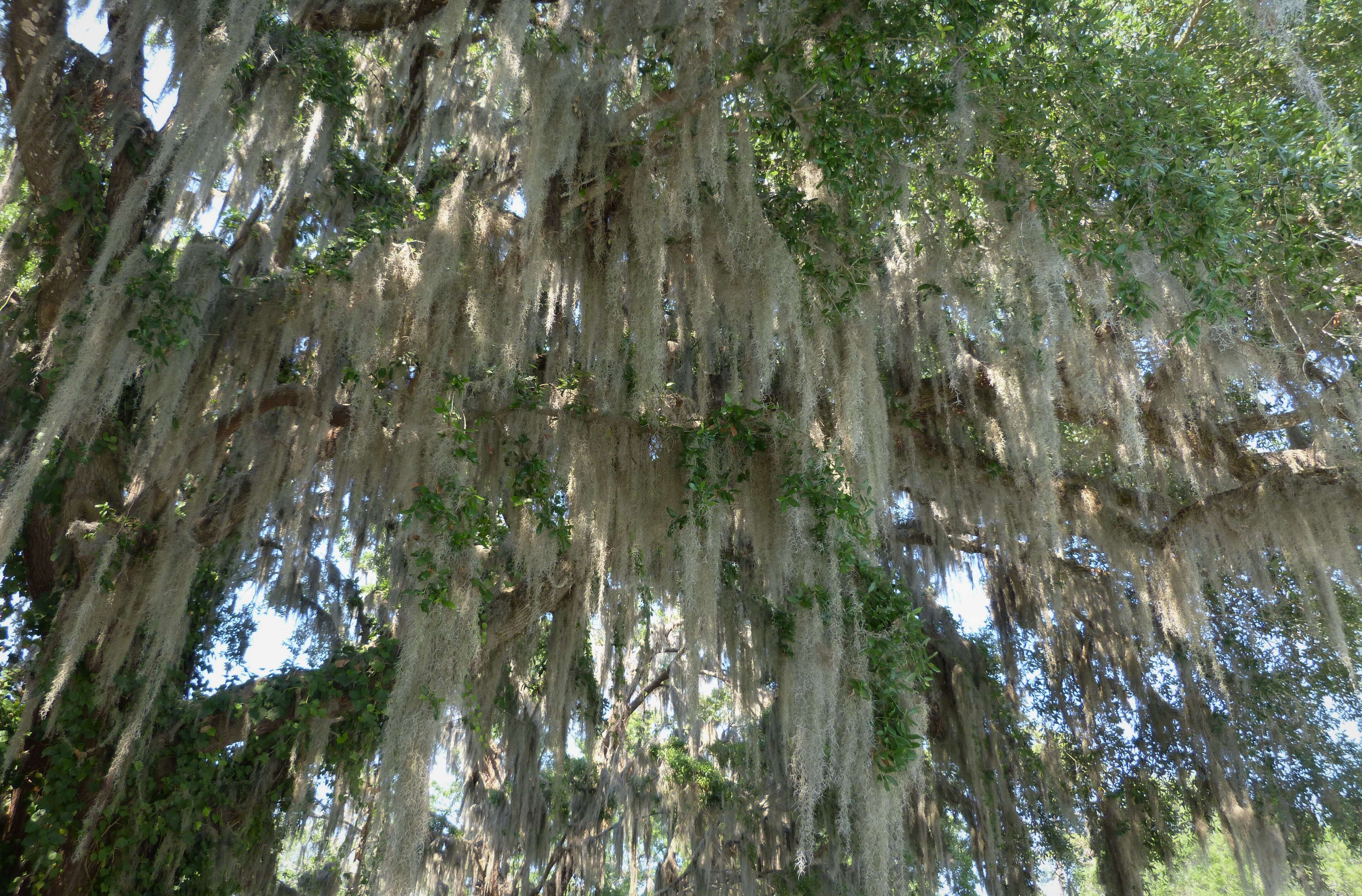 Sivun Tillandsia usneoides (L.) L. kuva