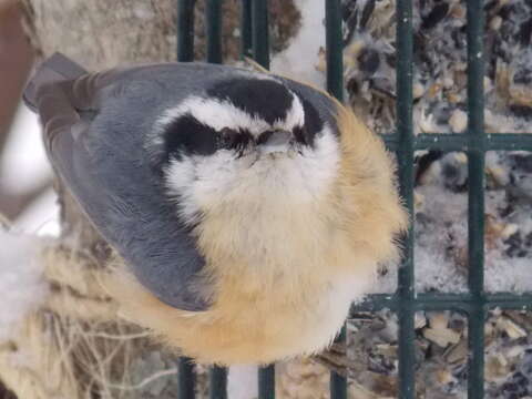 Imagem de Sitta canadensis Linnaeus 1766