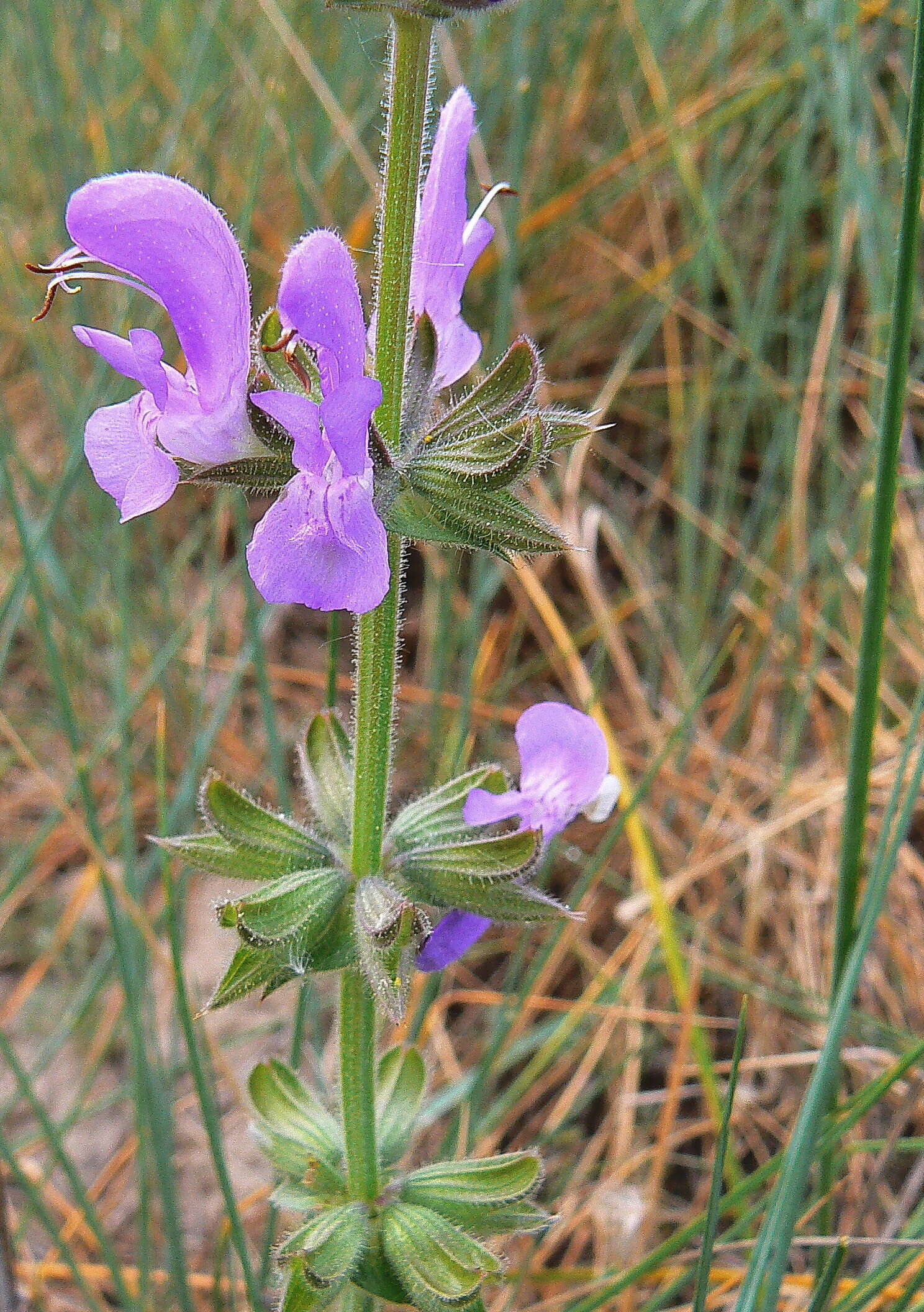 Image of verbena sage