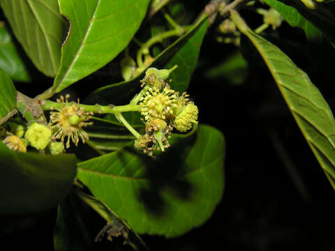 Image of Sloanea obtusifolia (Moric.) K. Schum.