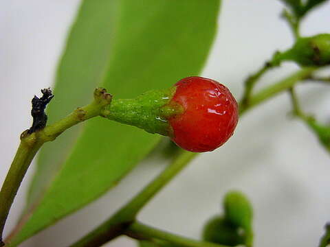 Image of Banara parviflora (A. Gray) Benth.