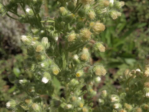 صورة Laennecia coulteri (A. Gray) G. L. Nesom