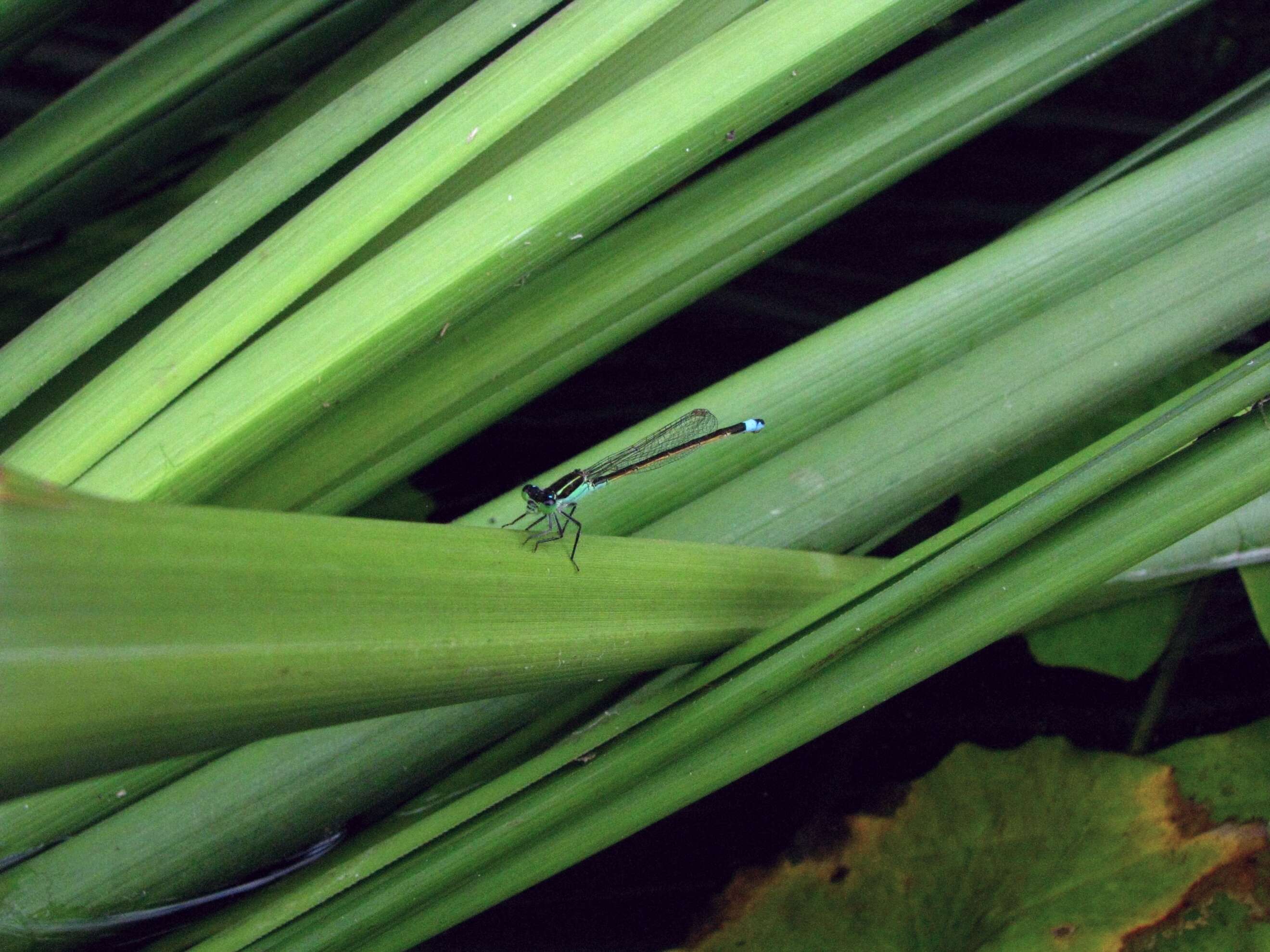 Image of forktail