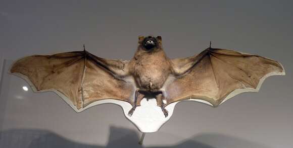 Image of Jamaican Fruit-eating Bat