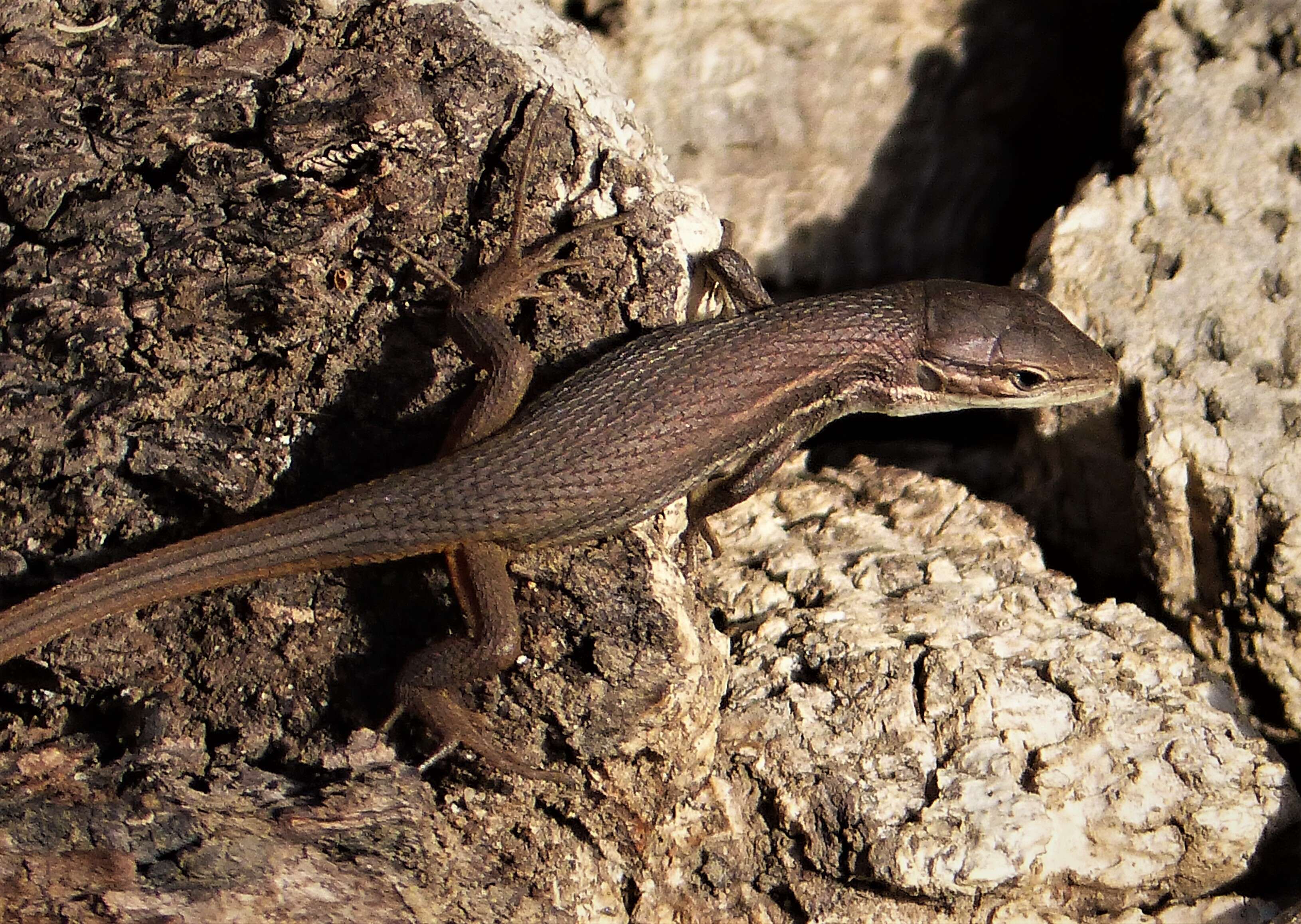 Image of Sand lizards