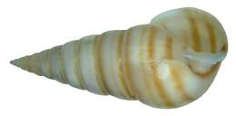 Sivun Gastropoda kuva