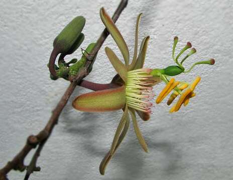 Image of Passiflora contracta Vitta