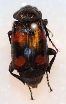 Image of Sexton Beetles