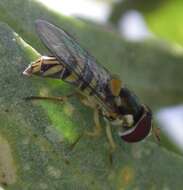 Image of Common Oblique Syrphid