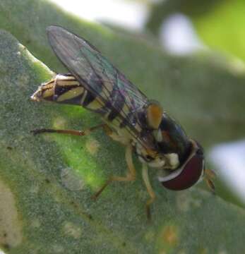 Image de Allograpta obliqua (Say 1823)