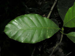 Image of Tovomita longifolia (L. C. Rich.) Hochr.