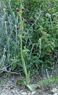 Image of Early spider orchid