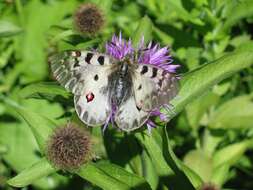 Image of Parnassius phoebus sacerdos