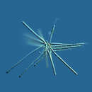 Image of Dendrospora erecta Ingold 1943