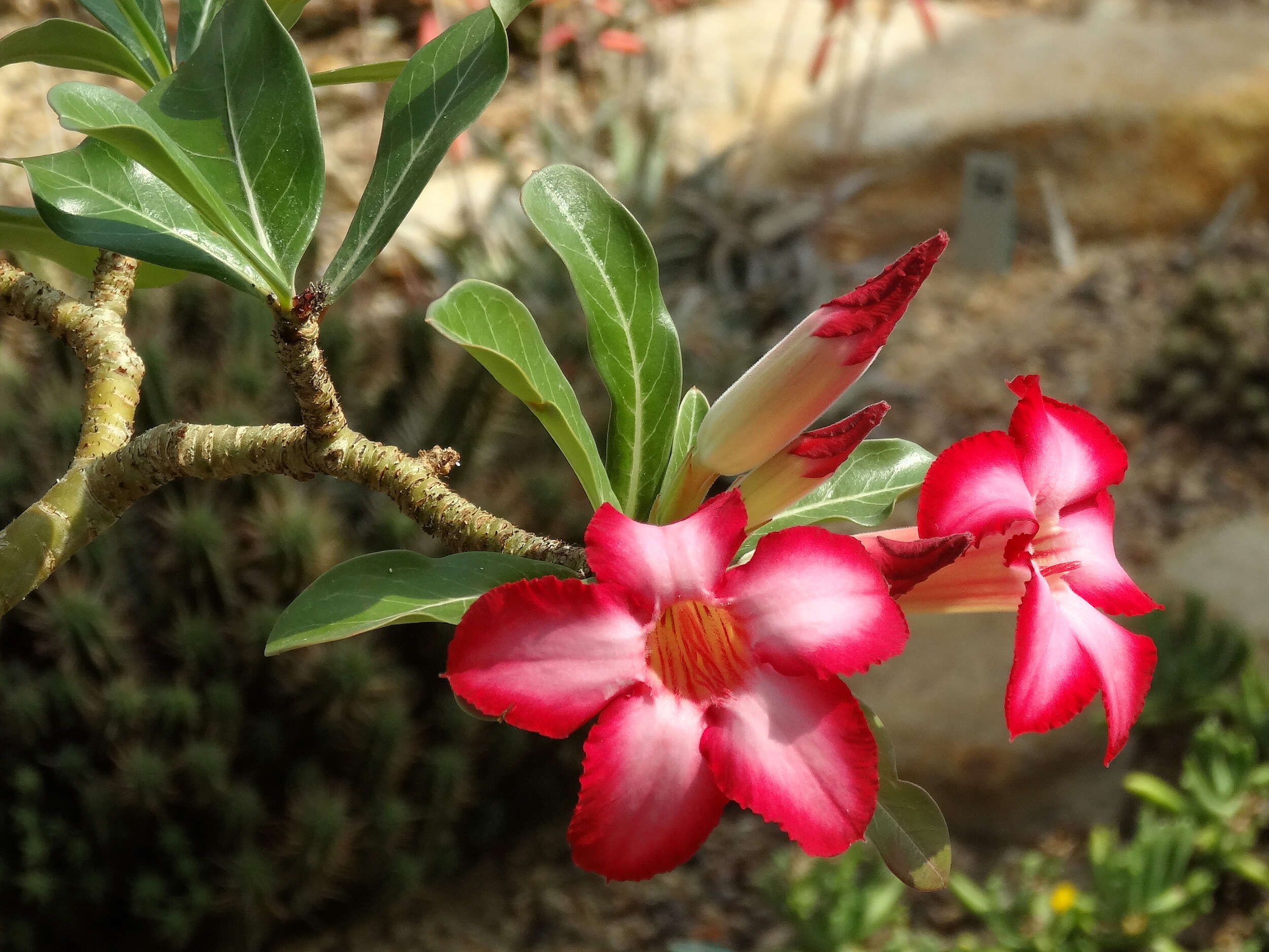 Image de Adenium obesum (Forsk.) Roem. & Schult.