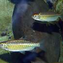 Image of African red-eyed characin